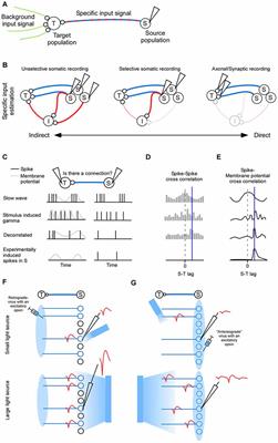 Estimating Fast Neural Input Using Anatomical and Functional Connectivity